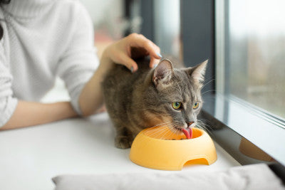 Training and Socializing Your New Feline Friend