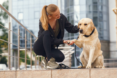 A Guide to Dog Breeds for Every Lifestyle